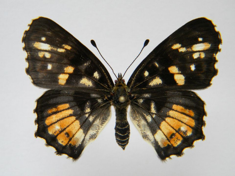 Araschnia levana abb 2 (Internet Image property of respective owner, non-commercial use only)